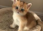 Niki - Scottish Straight Cat For Sale - Brooklyn&comma; NY&comma; US