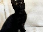Midnight - British Shorthair Cat For Sale - Philadelphia&comma; PA&comma; US