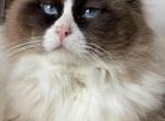 Oliver - Ragdoll Cat For Sale - Butler&comma; PA&comma; US