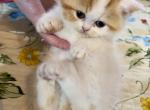Reserved Sweet Pumpkin Reserved - Exotic Cat For Sale - Pineville&comma; LA&comma; US