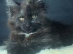 Salvator - Maine Coon Cat For Sale - Hollywood&comma; FL&comma; US