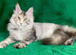 Cora - Maine Coon Cat For Sale - Hollywood&comma; FL&comma; US