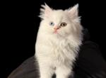 Rose - Persian Cat For Sale - San Antonio&comma; TX&comma; US