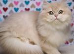 Luisa - British Shorthair Cat For Sale - Pembroke Pines&comma; FL&comma; US