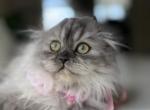 Smokey - Scottish Fold Cat For Sale - Norwalk&comma; CT&comma; US