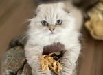 Luna&lowbar; - Scottish Fold Cat For Sale - Norwalk&comma; CT&comma; US