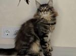 Zafar - Norwegian Forest Cat For Sale - Pembroke Pines&comma; FL&comma; US