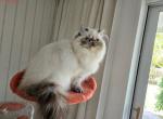 Seal Lynx Point Kitten - Himalayan Cat For Sale - Satellite Beach&comma; FL&comma; US