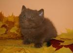 Dana - British Shorthair Cat For Sale - Pembroke Pines&comma; FL&comma; US