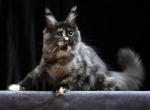 Demi Moore - Maine Coon Cat For Sale - Miami&comma; FL&comma; US