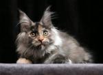 Indira - Maine Coon Cat For Sale - Miami&comma; FL&comma; US