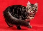 Zhak - Siberian Cat For Sale - Miami&comma; FL&comma; US