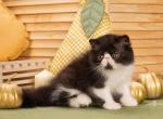 Zabava - Persian Cat For Sale - Pembroke Pines&comma; FL&comma; US