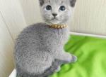 Nord - Russian Blue Cat For Sale - Hollywood&comma; FL&comma; US
