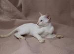 Olav - Siamese Cat For Sale - Miami&comma; FL&comma; US