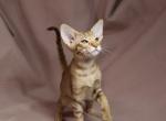 Pearl - Oriental Cat For Sale - Pembroke Pines&comma; FL&comma; US