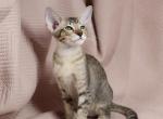 Pudding - Oriental Cat For Sale - Pembroke Pines&comma; FL&comma; US