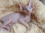 Doris - Sphynx Cat For Sale - Pembroke Pines&comma; FL&comma; US