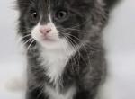 Sylvester - Maine Coon Cat For Sale - Elk Grove&comma; CA&comma; US