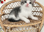 Luke - Munchkin Cat For Sale - Neosho&comma; MO&comma; US
