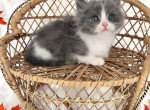 Ryder - Minuet Cat For Sale - Neosho&comma; MO&comma; US