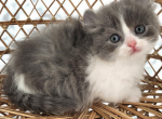 Tucker - Munchkin Cat For Sale - Neosho&comma; MO&comma; US