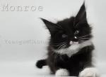 Monroe - Maine Coon Cat For Sale - Elk Grove&comma; CA&comma; US