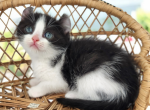 Bella - American Curl Cat For Sale - Neosho&comma; MO&comma; US
