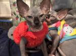 Female 3 - Sphynx Cat For Sale - Ewing&comma; NJ&comma; US