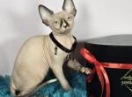 Nimbus - Sphynx Cat For Sale - Mundelein&comma; IL&comma; US