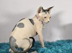 Violet - Sphynx Cat For Sale - Mundelein&comma; IL&comma; US