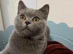 Logan - British Shorthair Cat For Sale - Battle Ground&comma; WA&comma; US