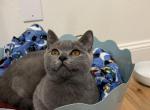 Liam - British Shorthair Cat For Sale - Battle Ground&comma; WA&comma; US