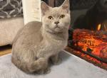 Max - British Shorthair Cat For Sale - Battle Ground&comma; WA&comma; US