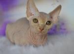 Sphynx Kitten - Sphynx Cat For Sale - Abington&comma; PA&comma; US