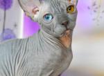 Sphynx Kitten DBE - Sphynx Cat For Sale - Abington&comma; PA&comma; US