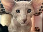 LIlac Female Oriental Shorthair Kitten OSH - Oriental Cat For Sale - NJ&comma; US