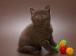 Alex - British Shorthair Cat For Sale - Grayslake&comma; IL&comma; US