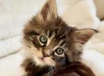 Freya - Maine Coon Cat For Sale - Philadelphia&comma; PA&comma; US