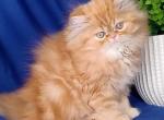 Royal - Persian Cat For Sale - Pembroke Pines&comma; FL&comma; US