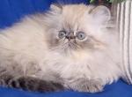 Rokki - Persian Cat For Sale - Pembroke Pines&comma; FL&comma; US