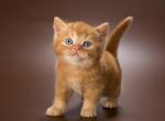 Agat - British Shorthair Cat For Sale - Pembroke Pines&comma; FL&comma; US