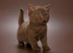 Amigo - British Shorthair Cat For Sale - Pembroke Pines&comma; FL&comma; US