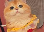 Ivanka - British Shorthair Cat For Sale - Irvine&comma; CA&comma; US