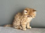 Tom - Persian Cat For Sale - Vancouver&comma; WA&comma; US