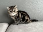 Tigress - Exotic Cat For Sale - Vancouver&comma; WA&comma; US