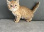 Charlie - Exotic Cat For Sale - Vancouver&comma; WA&comma; US