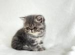 Sophie - Exotic Cat For Sale - Vancouver&comma; WA&comma; US