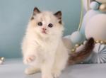 Venice - Ragdoll Cat For Sale - Pembroke Pines&comma; FL&comma; US