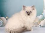 Yasha - Ragdoll Cat For Sale - Pembroke Pines&comma; FL&comma; US